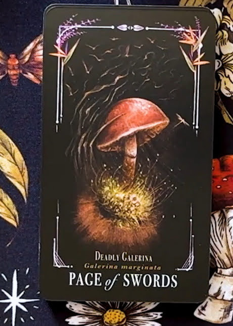 Midnight Magic: A Tarot Deck of Mushrooms